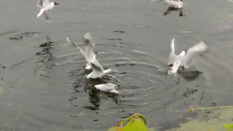 Hungry seagulls eat bread