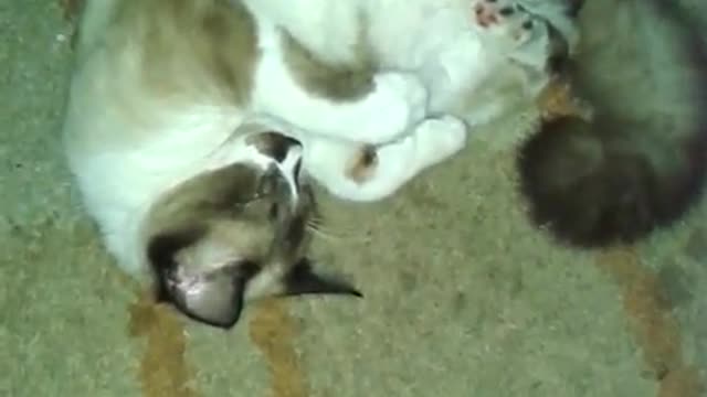 Cat wanting to sleep and people waking him up