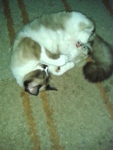 Cat wanting to sleep and people waking him up