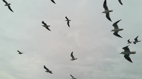 Birds sky