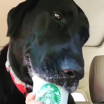 Dog loves puppachinos