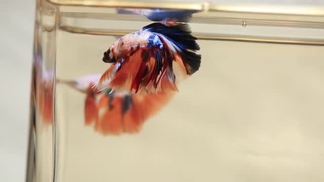 On The Types of Betta Fish