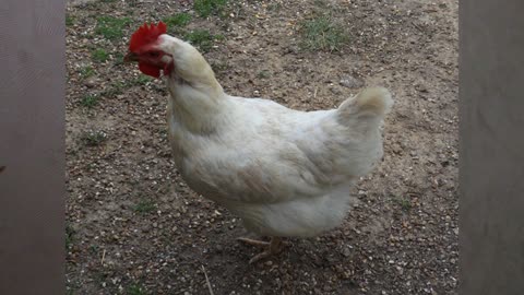 My Beautiful friends Princess and Whitey Ford 2 Amazing chickens