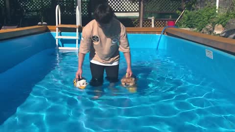 Two puppies swimming