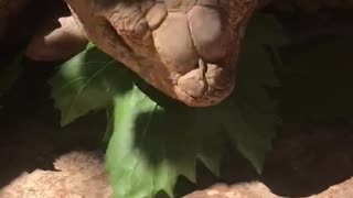 Marsellus eating the grapevines