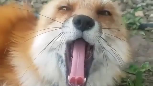 Fox love
