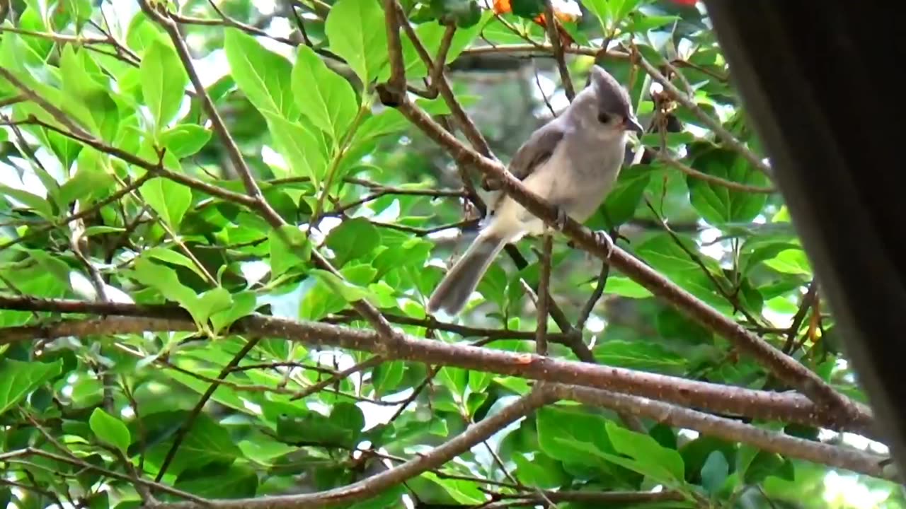 Tufted Titmouse