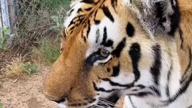 The fur on this tiger is so bright and beautiful