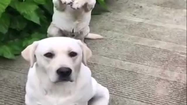 Funniest & cuttest Labrador puppies funny videos😂😂