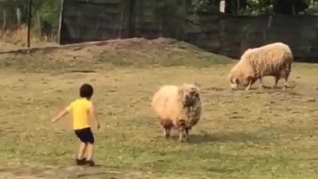 NEVER mess with sheep 😱😱