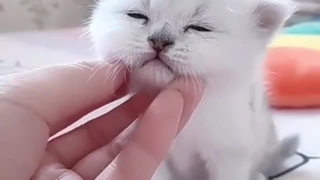 Baby white cute cat