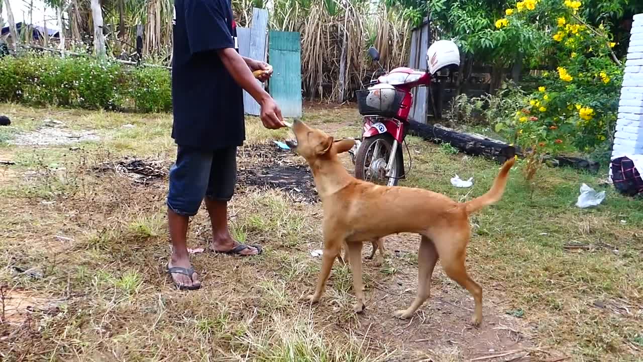 Mother dog beat her baby not quarrel with cat