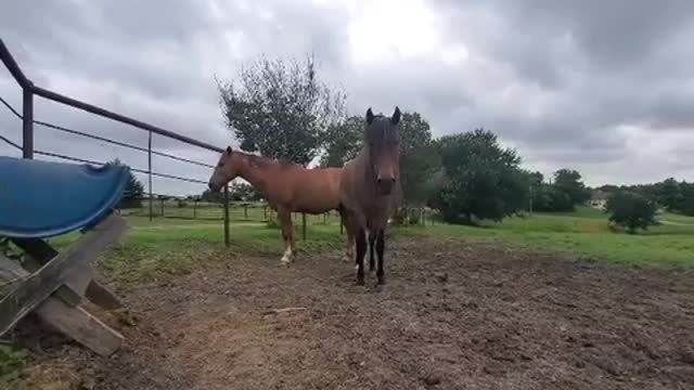 Hugo & Diego