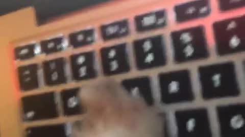 Music white dog typing on computer and playing song