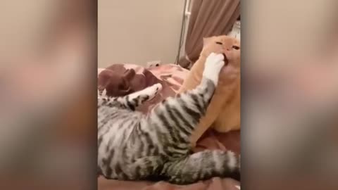 Best Animal Videos 2024 | Funny Cats and Dogs | Cats Funny Videos