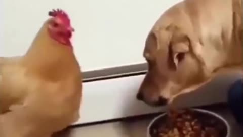 Funny animal video