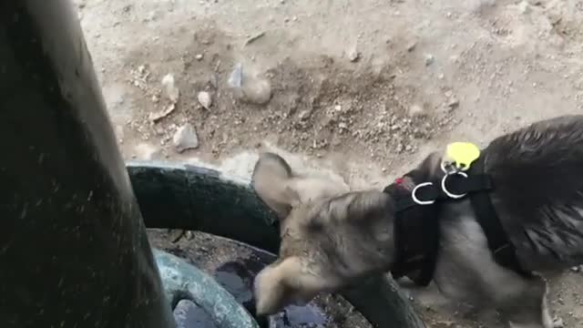 Dogs Drinking Water In Their Way