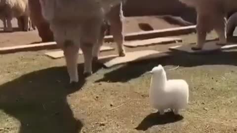 they are fun