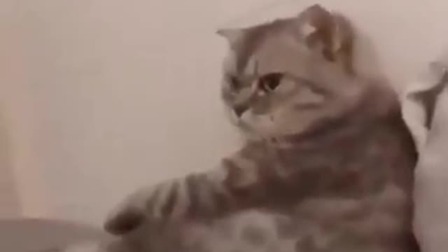 Funny sad cat
