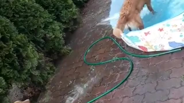 Dog in Pool Splashes Water at Puppy Outside of Pool