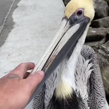 Episode #74 Wait Till Twist Ending This Viral Video