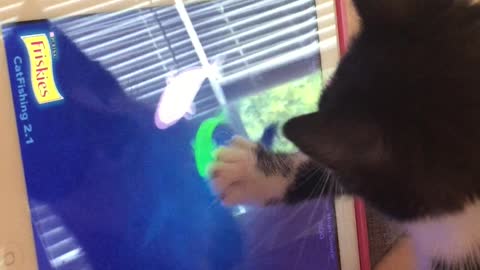 Cat trying to catch fish on ipad