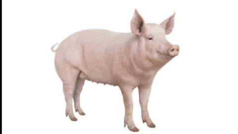 Swine fever disease treatment-Swine fever symptom treatment etiology-Pig