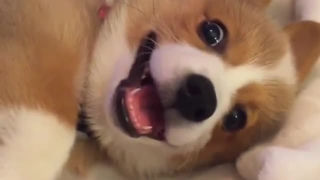 Super cute corgi, it seems a little sleepy hahaha