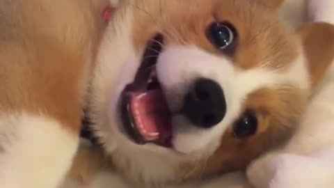 Super cute corgi, it seems a little sleepy hahaha