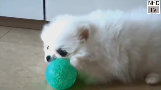 Little pet playing ball 🏀