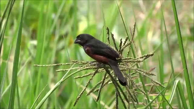 Bird at farm So sweet☺☺