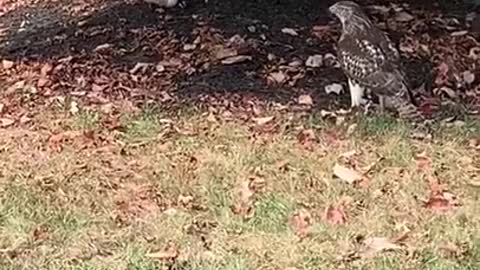 Hawk is unable to understand why this bunny is not afraid of him