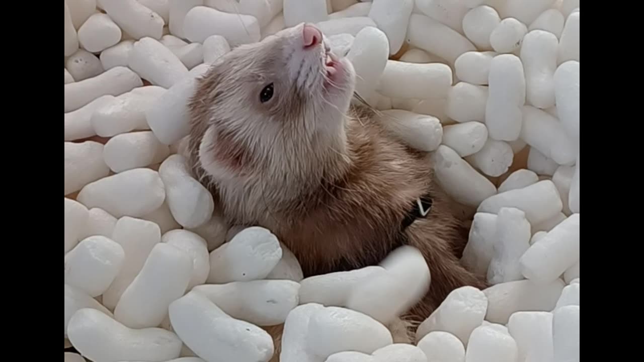 Sleeping ferret wakes to smell the coffee!!