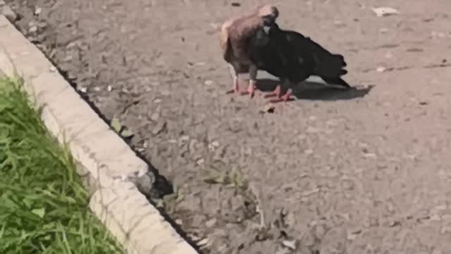 Pigeon kiss.