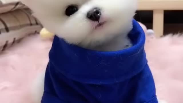 cutest cat in Tiktok