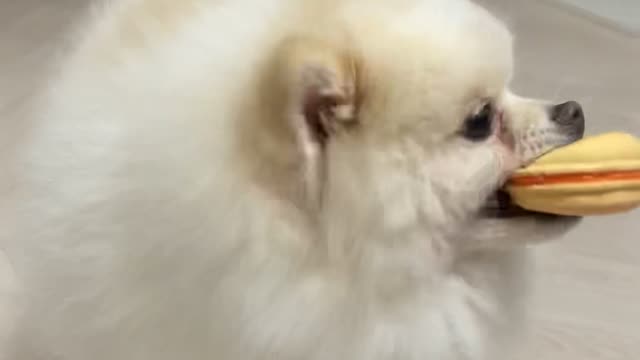 a puppy playing with toys