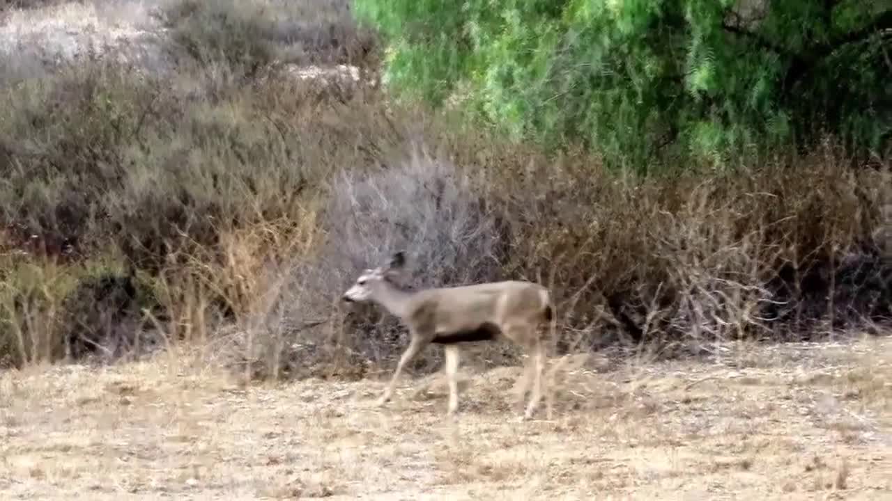 Deer seeking water during draught