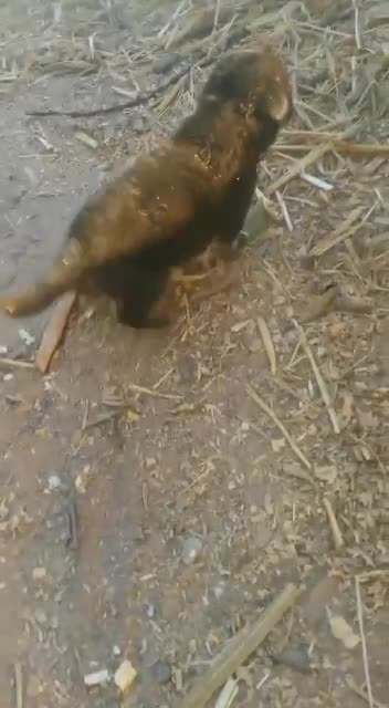 Unforgettable moment with my little dog