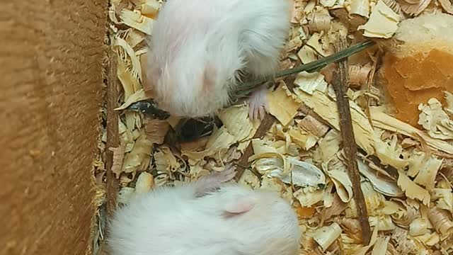 Cute pets and amazing baby hamsters 🐹 eat food