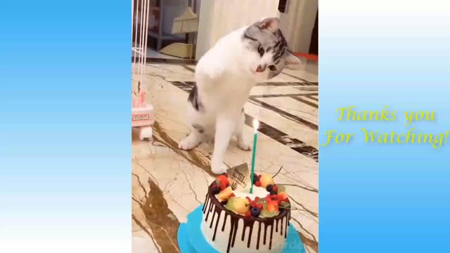Funny and cutes cats life