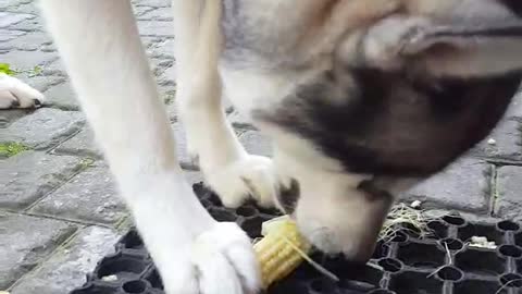 Hungry dog