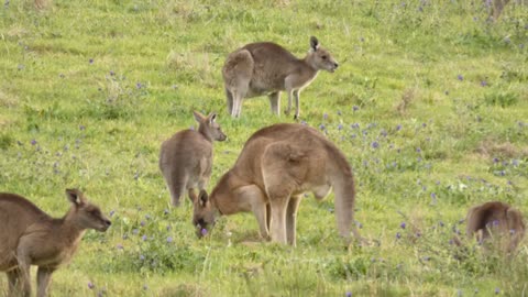 Kangaroos Melbourne Australia