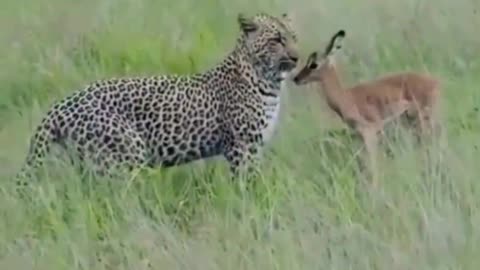 Tiger and deer baby are friend, Animal video