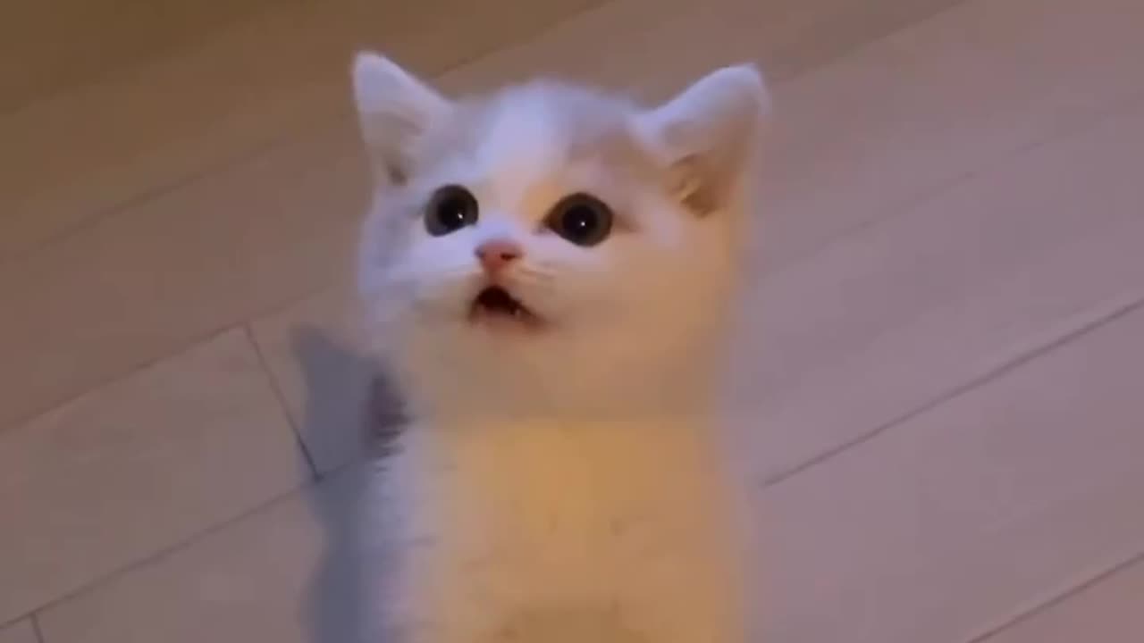 Cute cat video