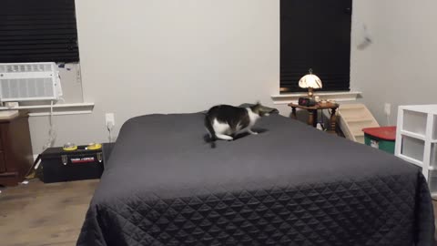 Fast jumping cat