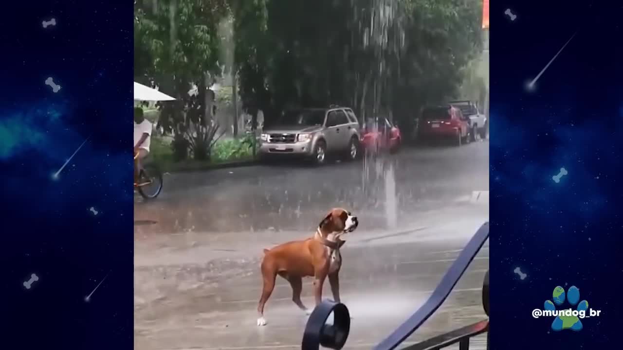 funny fun dog