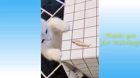 Funny and Cute Cat's Life 👯😺 Cats and Owners are the best friends Videos