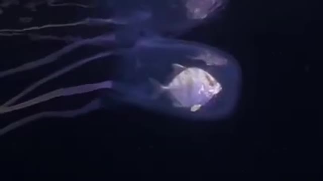 One of the most Dangerous jellyfish😧in the world💯👍