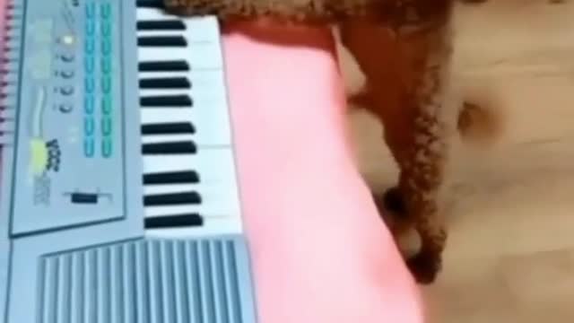 dog singing