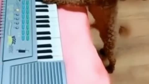 dog singing